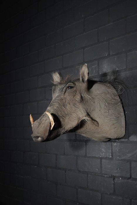 Grand phacochère africain Crâne - Phacochoerus africanus -, Verzamelen, Dierenverzamelingen