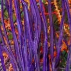 Pterogorgia anceps (Purple ribbon gorgonian) S (Ong. 3-4 cm), Dieren en Toebehoren, Reptielen en Amfibieën