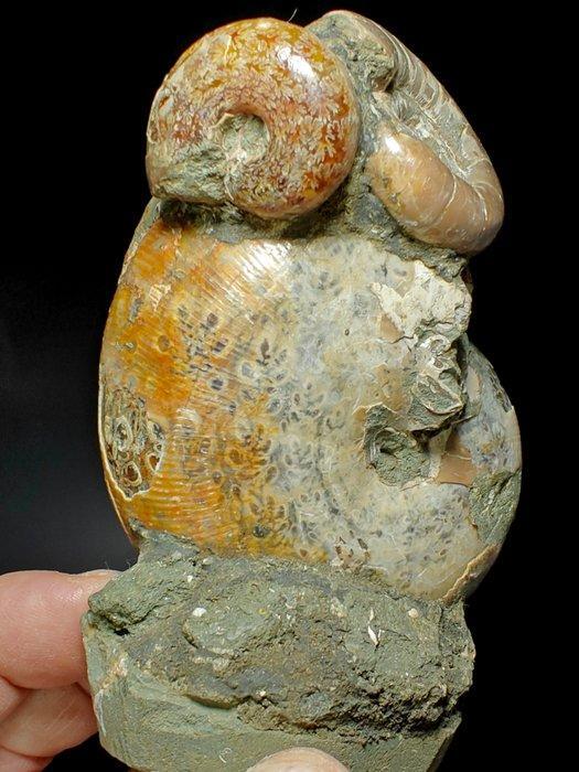 Ammoniet - Gefossiliseerde schelp - Aioloceras - 14 cm - 13, Verzamelen, Mineralen en Fossielen