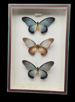 Giant Blue Swallowtail Butterflies - ex-PUCSOK collection