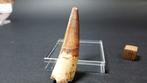 Spinosaurus - Fossiele tanden - 5.6 cm - 1.8 cm (Zonder, Verzamelen