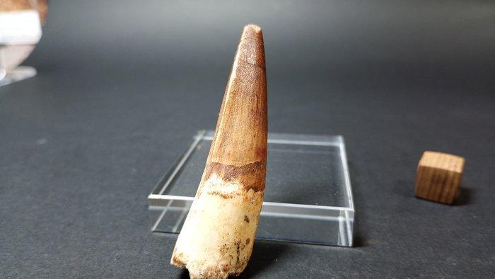 Spinosaurus - Fossiele tanden - 5.6 cm - 1.8 cm (Zonder, Verzamelen, Mineralen en Fossielen