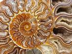 Ammoniet - Gefossiliseerd dier - Aioloceras (Cleoniceras)