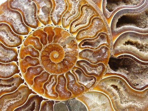 Ammoniet - Gefossiliseerd dier - Aioloceras (Cleoniceras), Verzamelen, Mineralen en Fossielen