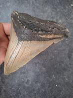 Megalodon - Fossiele tand - 12.3 cm - 11.4 cm