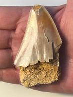 Megalodon tand 7,9 - Fossiele tand - Carcharocles megalodon