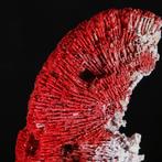Reuzenrode Koraal - Tubipora Musica - Specimen uit de, Nieuw