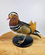 Manderijn eend Taxidermie volledige montage - Aix, Nieuw