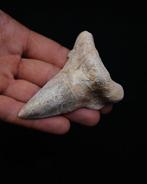 Haai - Fossiele tand - Otodus Sokolovi Raro - 9 cm (Zonder