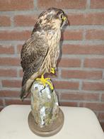 Barberijse valk ( man ) Taxidermie volledige montage - Falco, Verzamelen, Nieuw