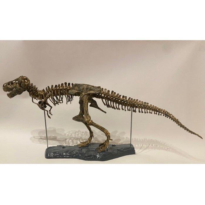 Tyrannosaurus rex XXL replica - Fossiel skelet -, Antiek en Kunst, Antiek | Overige Antiek
