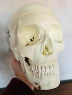 Anémomètre - plastique - 1990-2000 - Modèle anatomique