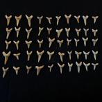 Haai - Fossiele tanden - Carcharias - 2 cm  (Zonder, Verzamelen