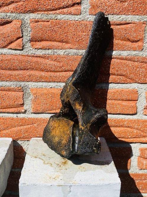 Wolharige mammoet - Fossiel wervelbot - Mammuthus, Verzamelen, Mineralen en Fossielen