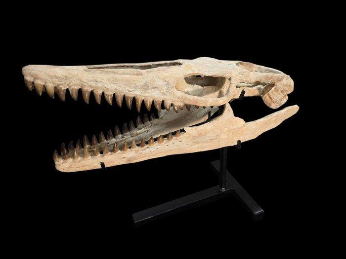 Zeereptiel - Fossiele schedel - Mosasaurus sp. - 76 cm - 63, Verzamelen, Mineralen en Fossielen