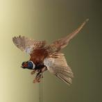 Fazant Vliegend Taxidermie Opgezette Dieren By Max, Verzamelen, Ophalen of Verzenden, Nieuw, Vogel, Opgezet dier