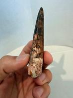 Dinosaurus - Fossiele tand - Spinosaurus aegyptiacus - 9.2