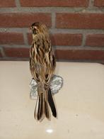 Rietgors Taxidermie volledige montage - Emberiza schoeniclus, Verzamelen, Dierenverzamelingen, Nieuw