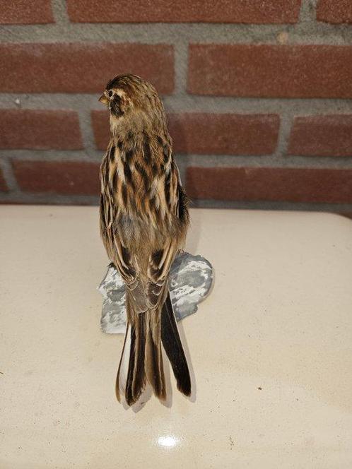 Rietgors Taxidermie volledige montage - Emberiza schoeniclus, Verzamelen, Dierenverzamelingen