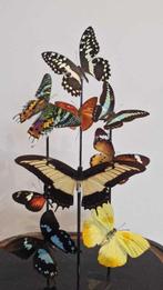 Vlinder Taxidermie volledige montage - Mix tropische