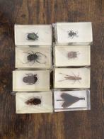 Collection sur le thème des animaux - Insectes coulés dans, Collections, Collections Animaux