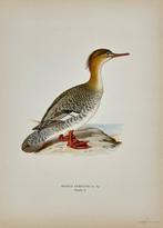 Magnus von Wright (1805 - 68) - Set of 25 Antique Bird
