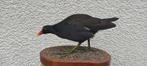 Euraziatische waterhoen Taxidermie volledige montage -
