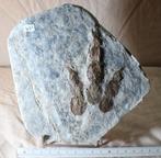 Raptor-dinosaurus - Gefossiliseerde voetafdruk - fosil, Verzamelen