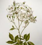 Ellen Ann Willmott; Alfred Parsons (b. 1847) - 4 large folio, Antiek en Kunst