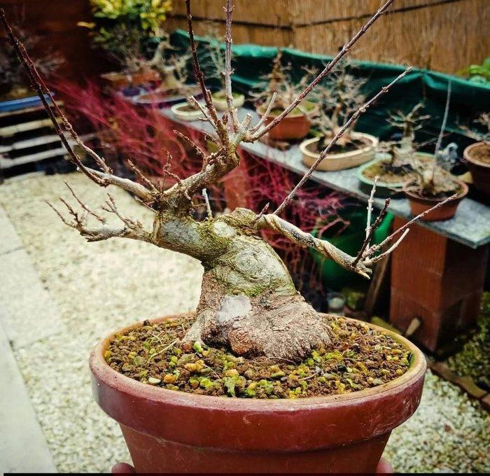 Drietand Esdoorn (Acer Buergerianum) - Hoogte (boom): 19 cm, Antiek en Kunst, Curiosa en Brocante