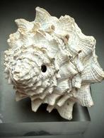 3 miljoen jaar oude stekelige fossiele slak -