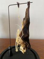 Vleermuis Skelet - Eonycteris spelaea - 22 cm - 15 cm - 15