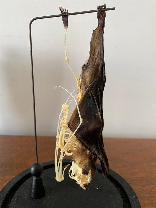 Vleermuis Skelet - Eonycteris spelaea - 22 cm - 15 cm - 15, Antiek en Kunst, Curiosa en Brocante