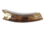 Wolharige Mammoet Slagtand - Gefossiliseerde slagtand -
