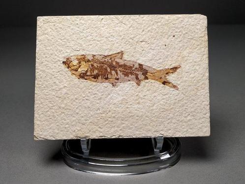 Poisson fossile semblable à un hareng sur la matrice, Verzamelen, Mineralen en Fossielen