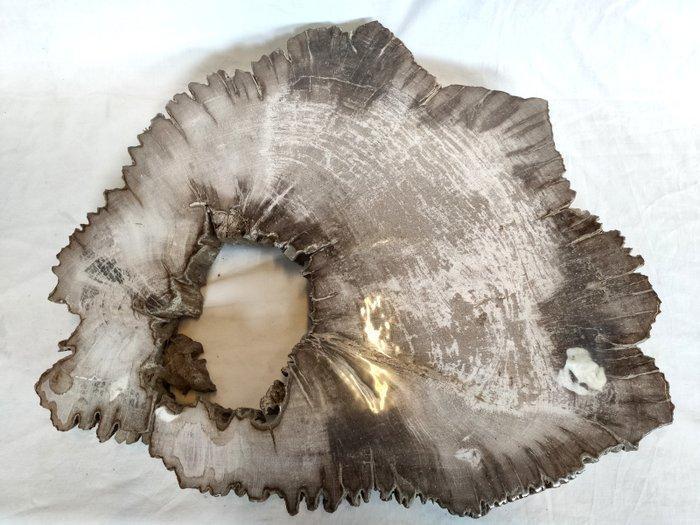 Fossiel hout - Gefossiliseerd hout - Dipterocarpus sp. - 4.5, Antiek en Kunst, Curiosa en Brocante