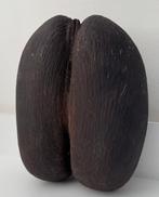 Coco de mer ou Coco fesse Support de corps entier pour, Verzamelen, Nieuw