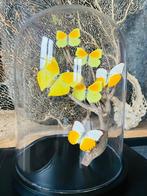 Papillon Support de corps entier pour taxidermie -