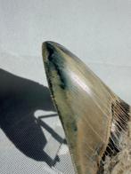 Megalodon - Fossiele tand - Carcharocles megalodon - 11 cm, Verzamelen, Mineralen en Fossielen