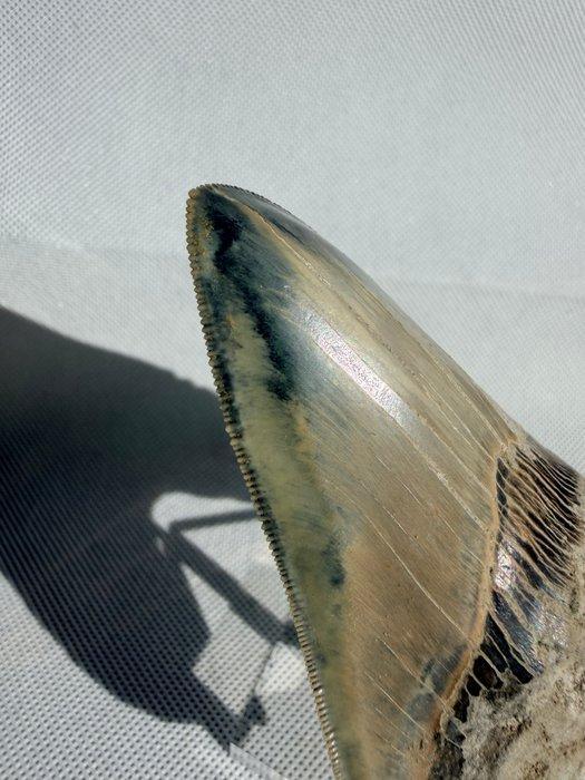 Megalodon - Fossiele tand - Carcharocles megalodon - 11 cm, Verzamelen, Mineralen en Fossielen