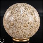 Zeer zeldzame fossiele koraalbol. Versteend meesterwerk uit, Verzamelen