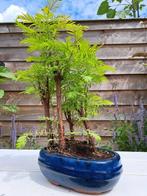 Bosquet de métasequoia dans une coupe à bonsaï - Hauteur