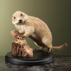 Prairiehond Taxidermie Opgezette Dieren By Max, Ophalen of Verzenden, Nieuw, Wild dier, Opgezet dier