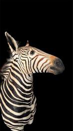 Bergzebra Taxidermie volledige montage - Equus zebra - 110, Verzamelen, Dierenverzamelingen, Nieuw