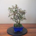 Pistache - Hauteur (arbre) : 34 cm - Profondeur (arbre) : 32