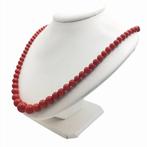 Bloedkoraal Koraal - Corallium rubrum