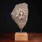 Echinoïde fossiel - Gefossiliseerde schelp - Pseudocidaris, Verzamelen, Mineralen en Fossielen
