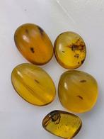 Birmese barnsteen - Barnsteen (Zonder minimumprijs), Verzamelen, Mineralen en Fossielen