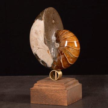 Valse Nautilus op decoratieve voet. - Gefossiliseerde schelp, Nieuw