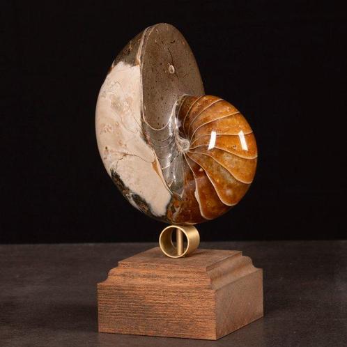 Valse Nautilus op decoratieve voet. - Gefossiliseerde schelp, Verzamelen, Dierenverzamelingen